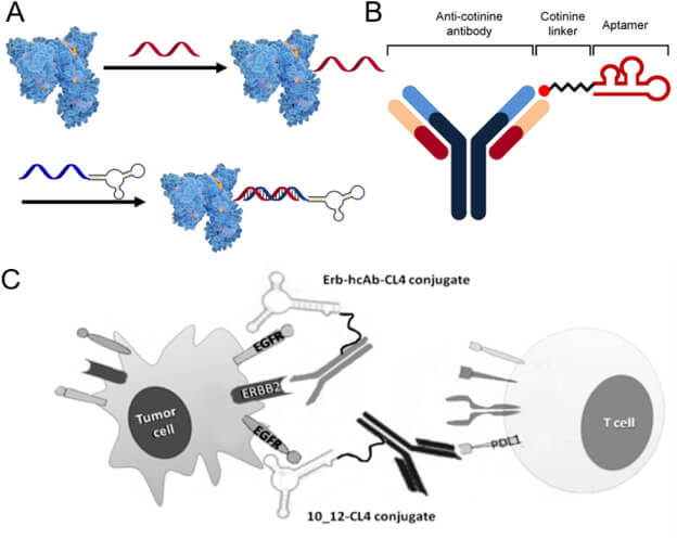 Aptamer-protein conjugate