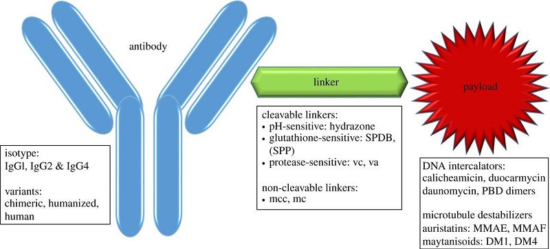 cleavable-and-non-cleavable-linkers