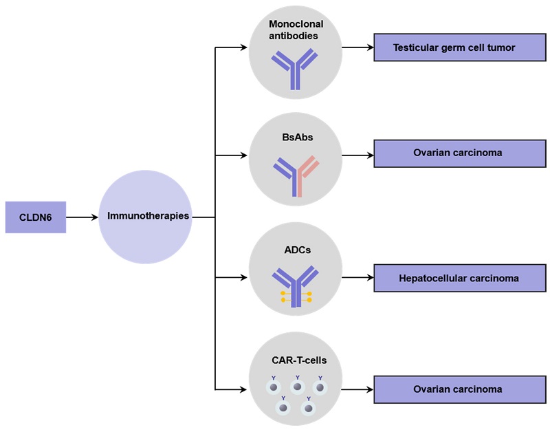 Clinical application of CLDN6 immunotherapy
