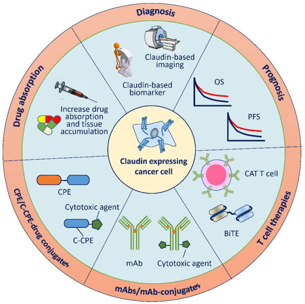 Clinical applications of claudin-targeting agents