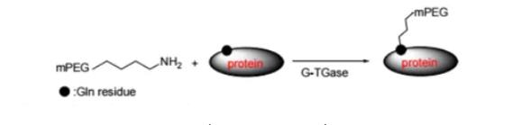 Enzyme-linked PEG