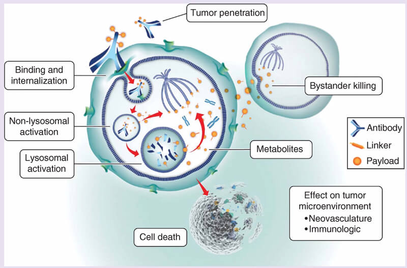 Mirvetuximab-Soravtansine-MOA