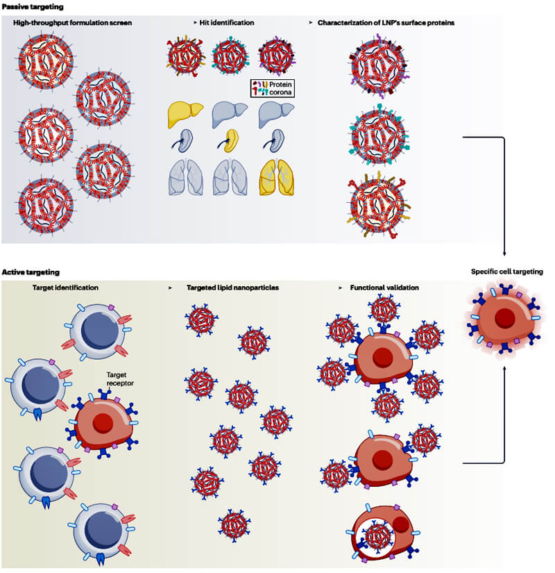 mRNA-LNP-targeting-strategy