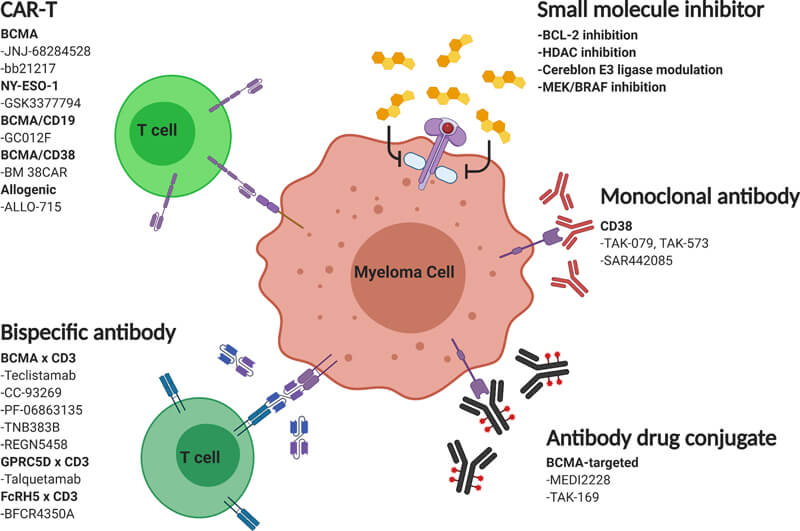 Mechanisms of action of emerging multiple myeloma therapies