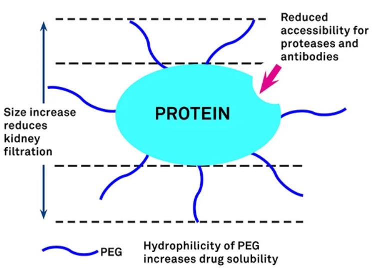 pegylated-protein-peptide.jpg