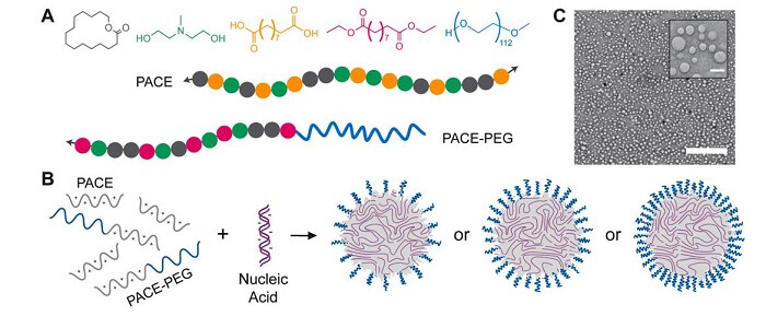 PEGylation-siRNA-drug-delivery