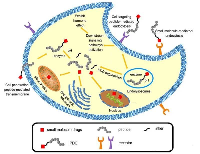 peptide drug conjugates