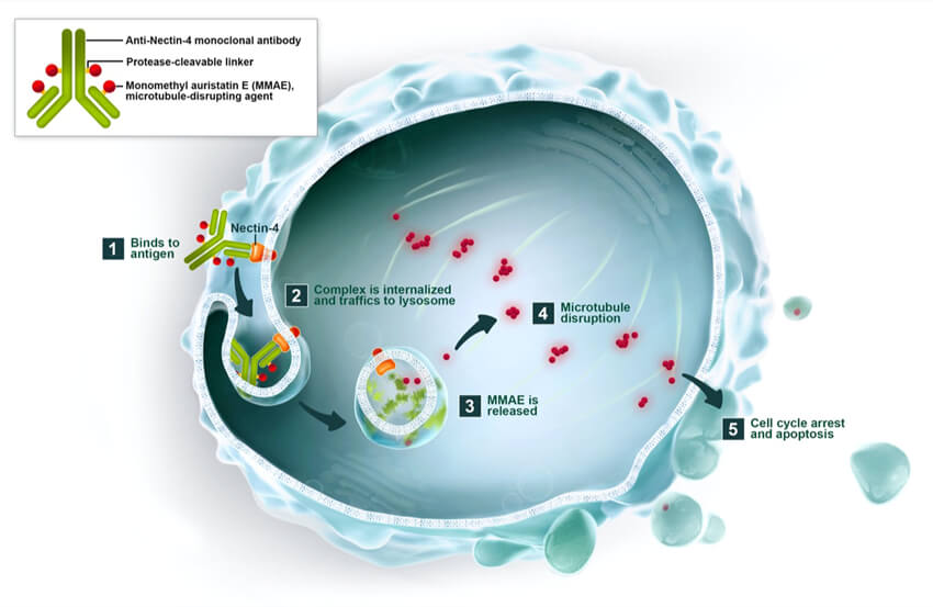 enfortumab-vedotin