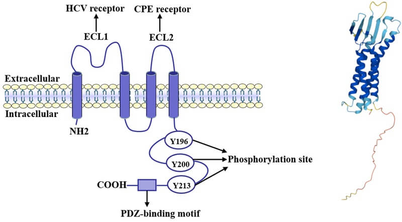 Structure diagram of CLDN6