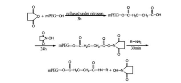 Succinic anhydride and N-hydroxysuccinimide activated PEG