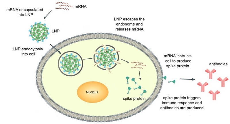 The mechanism of mRNA-LNP