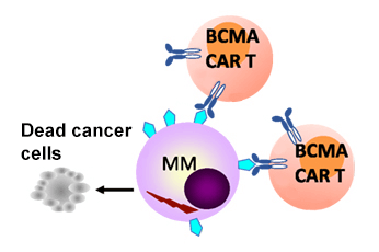 The two CAR T-cell therapies approved by FDA for treating multiple myeloma bind to the BCMA protein (blue) on the surface of myeloma cells.