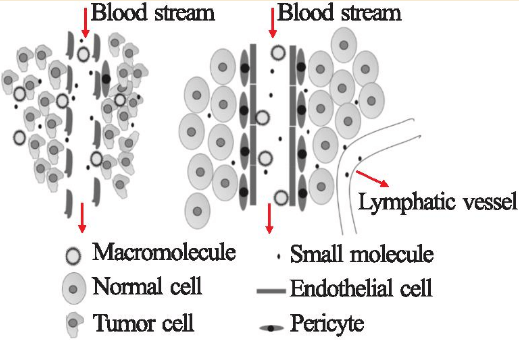 PEGylated-lipocomes-tumor
